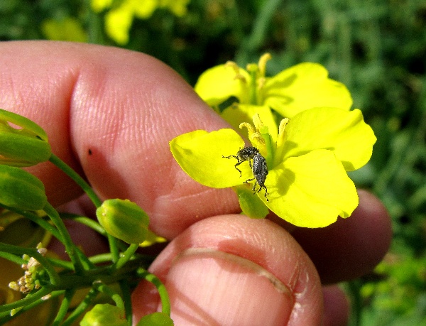 Krytonosec šešulový