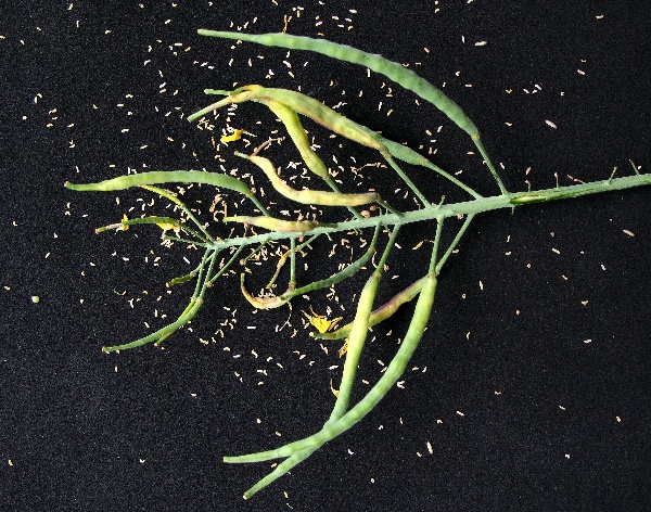 Larvy bejlomorky kapustové