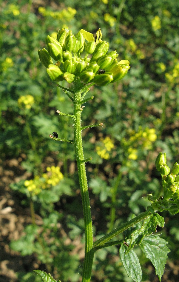 Hořčice poškozená blýskáčky
