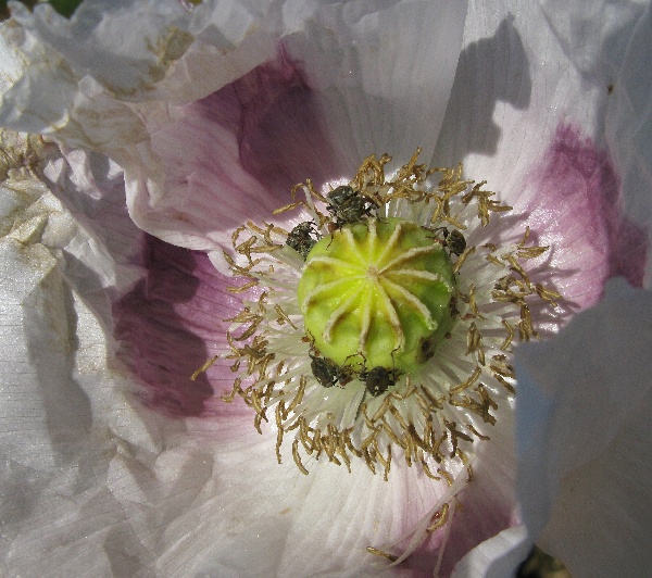 Krytonosec makovicový