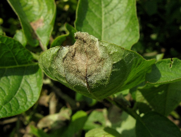 Plíseň bramboru na rubu listu