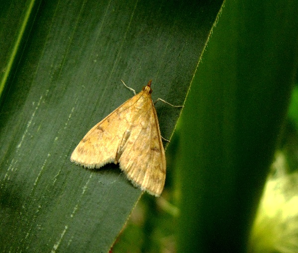 Zavíječ kukuřičný