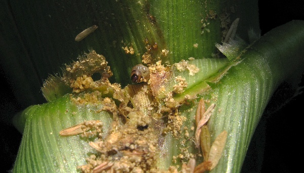 Housenka zavíječe kukuřičného