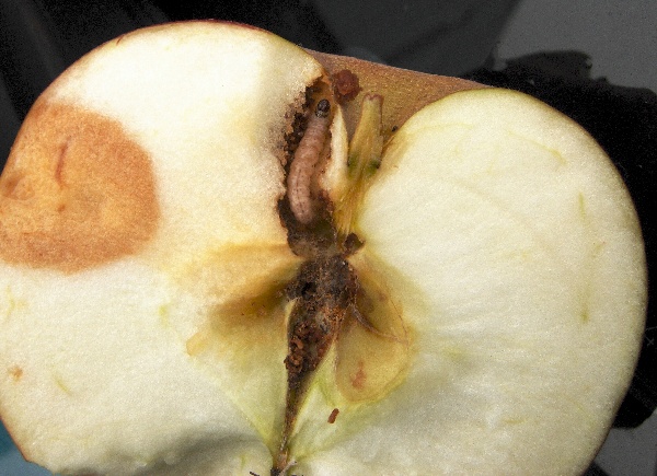 Housenka obaleče jablečného