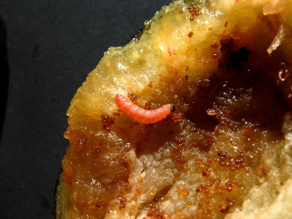 Housenka obaleče švestkového