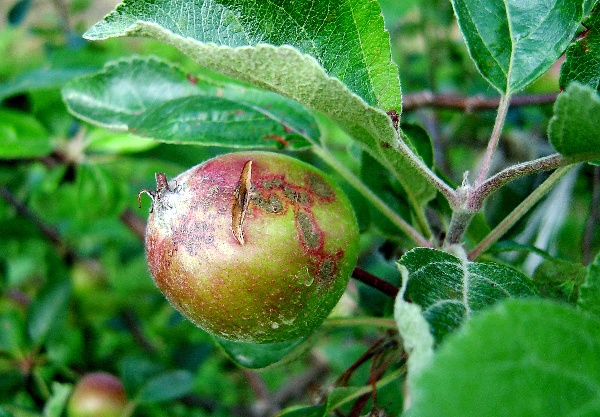 Strupovitost jabloně
