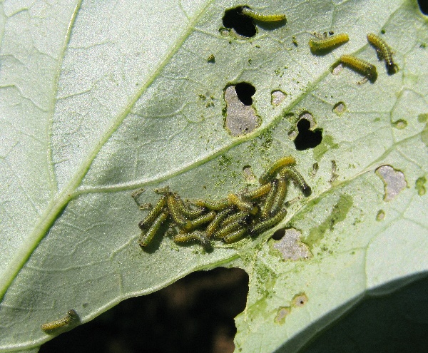 Housenky běláska zelného