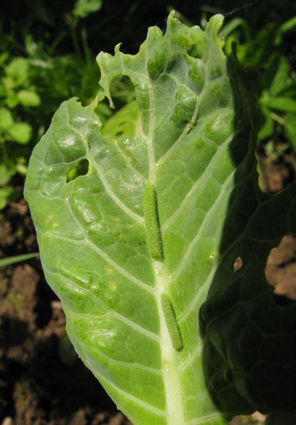 Housenky běláska řepového