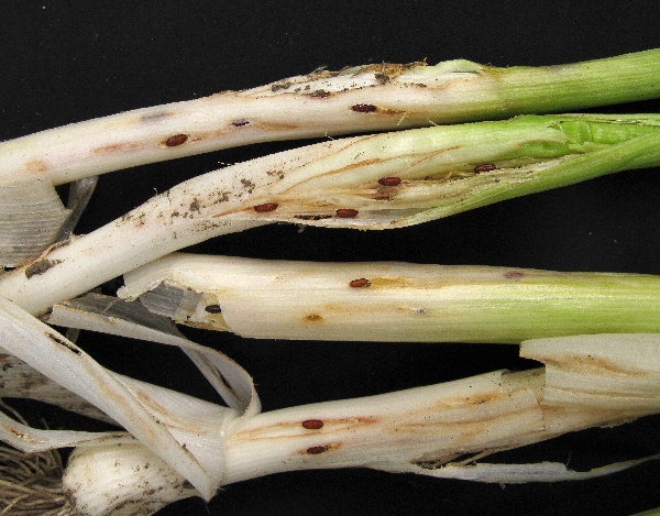 Kukly vrtalky pórová