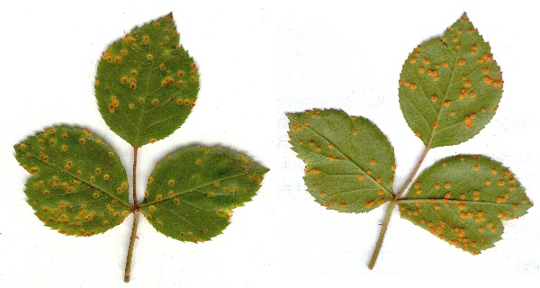 Rez růžová na listech