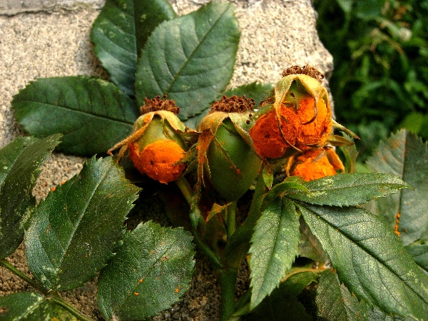 Rez růžová na plodech