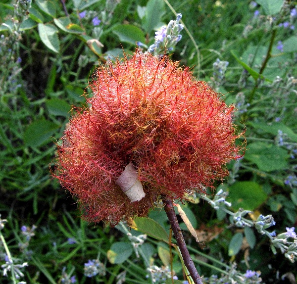 Hálka na růži vyvolaná žlabatkou růžovou