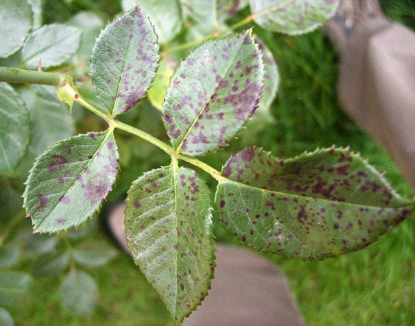 Černá skvrnitost růže na listech