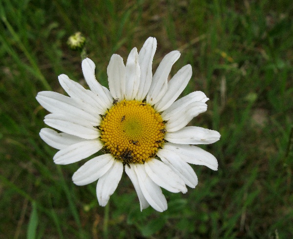 Třásněnky v květu