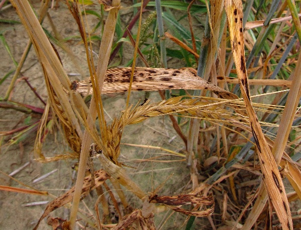 Ramularie na ječmeni