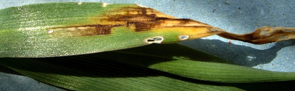 Hněd&aacute; skvrnitost ječmene