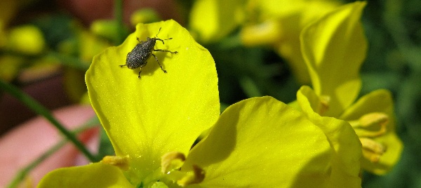 Krytonosec &scaron;e&scaron;ulov&yacute;