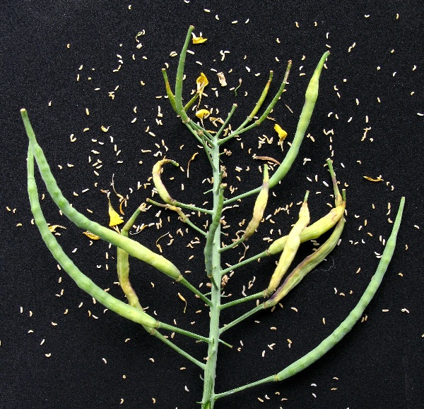 Larvy bejlomorky kapustov&eacute;