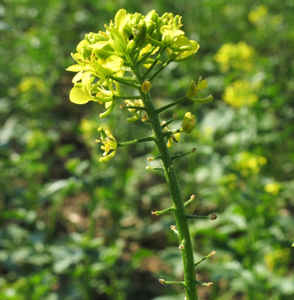Hořčice po&scaron;kozen&aacute; bl&yacute;sk&aacute;čky