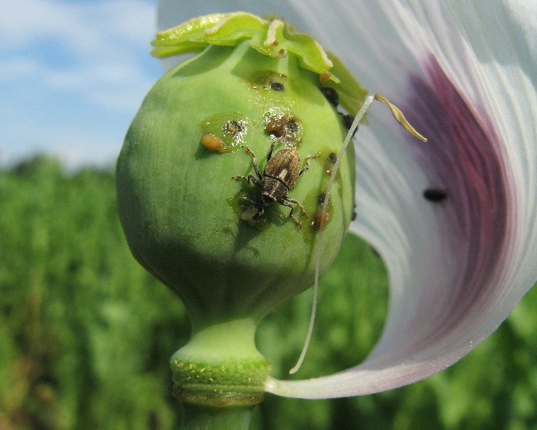 Krytonosec makovicov&yacute;