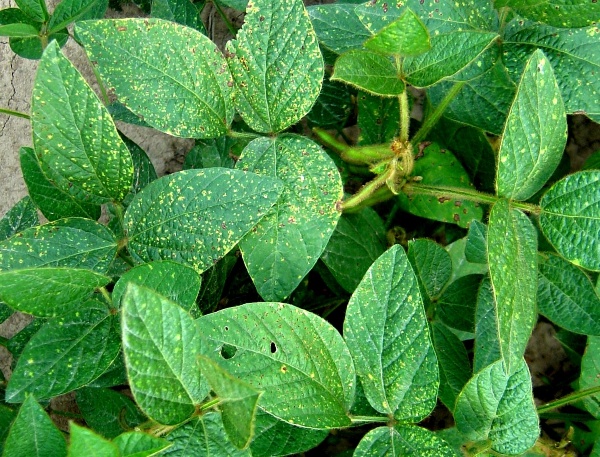 Listy s&oacute;ji napaden&eacute; svilu&scaron;kami