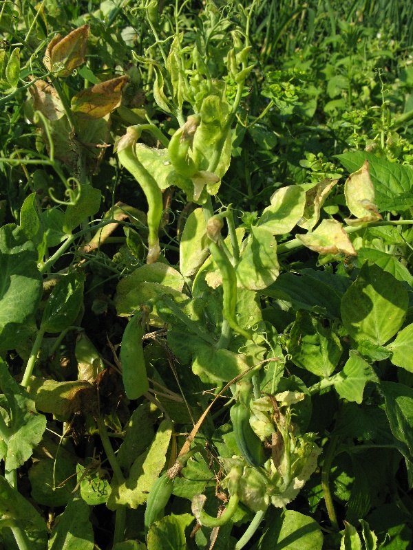 V&yacute;růstkov&aacute; mozaika hrachu