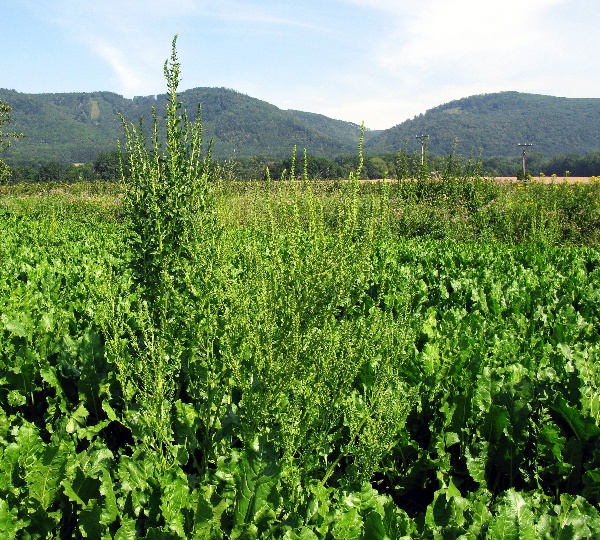 Pleveln&eacute; řepy