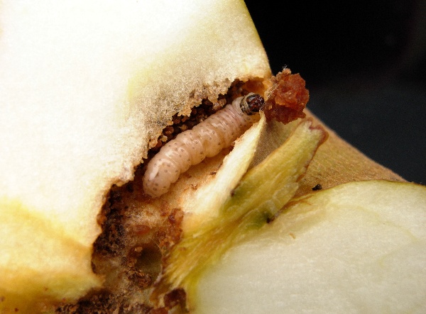 Housenka obaleče jablečn&eacute;ho