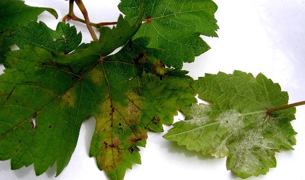 Pl&iacute;seň r&eacute;vy