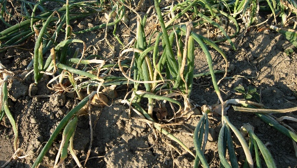 Pl&iacute;seň cibule