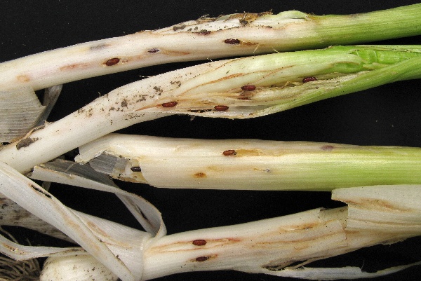 Vrtalka p&oacute;rov&aacute;