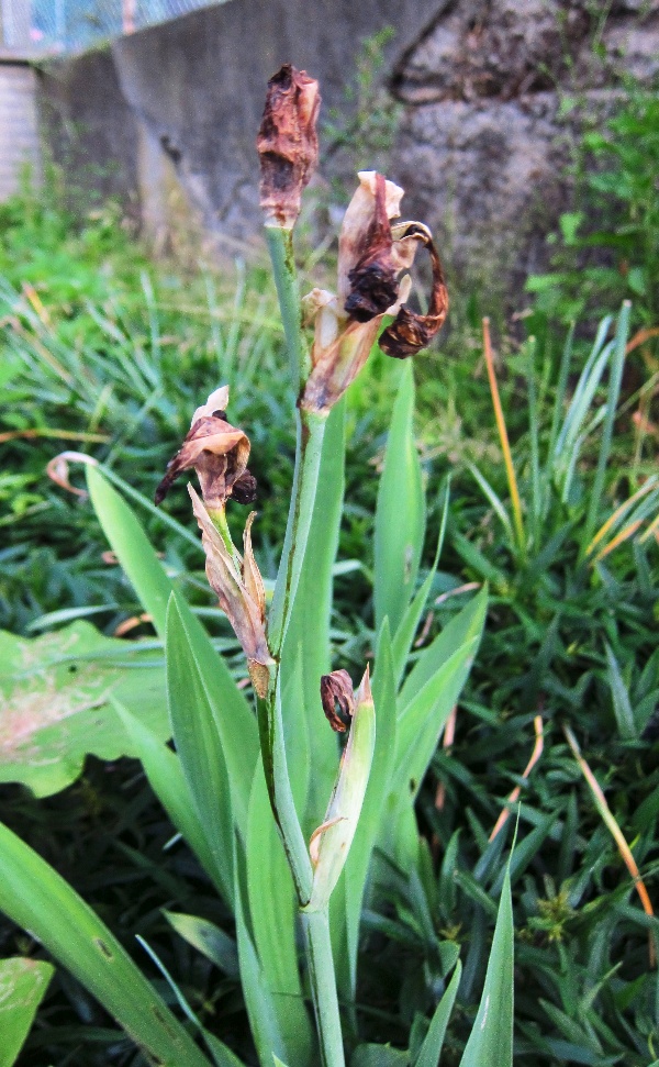 Květilka kosatcov&aacute; po&scaron;kozuje květy