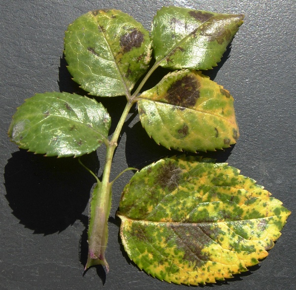 Čern&aacute; skvrnitost listů růže