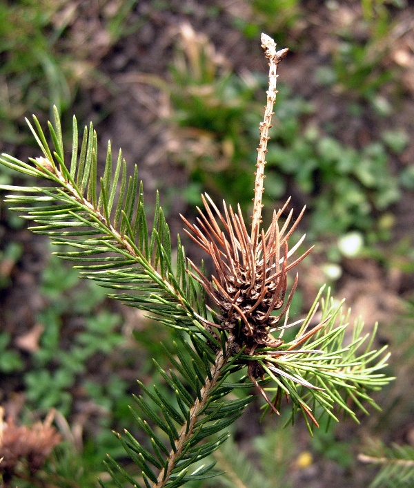 M&scaron;ice korovnice smrkov&aacute; vytv&aacute;ř&iacute; h&aacute;lky na mlad&yacute;ch v&yacute;honech