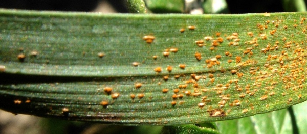 Rez p&scaron;eničn&aacute;