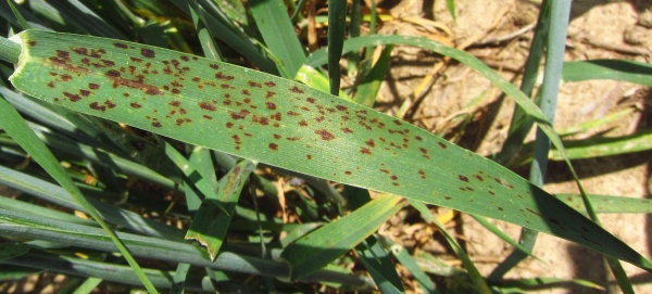 Ramularie na ječmeni