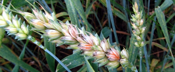 Fuzari&oacute;zy klasů p&scaron;enice