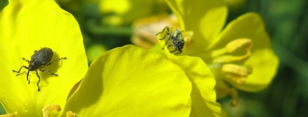 Krytonosec &scaron;e&scaron;ulov&yacute; na řepce