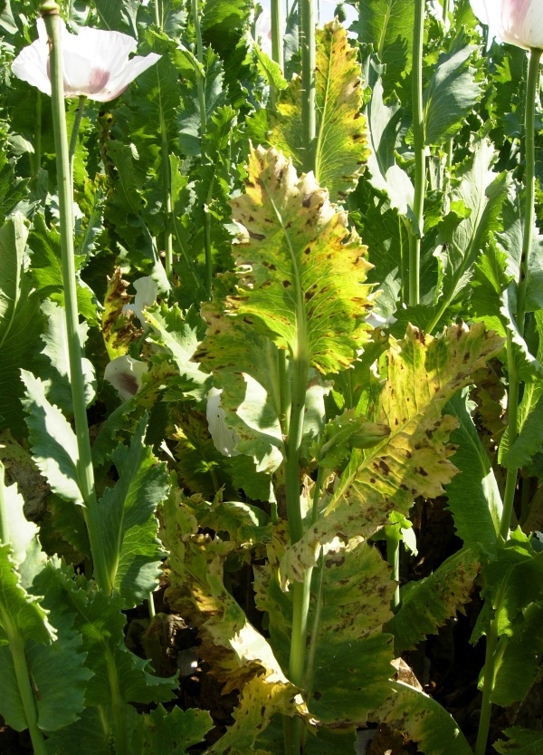 Helmintosporiov&aacute; nekr&oacute;za m&aacute;ku