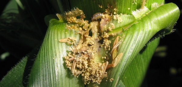 Zav&iacute;ječ kukuřičn&yacute; - housenka