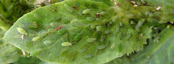 M&scaron;ice kyjatka hrachov&aacute;