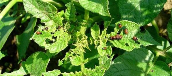 Mandelinka bramborov&aacute;