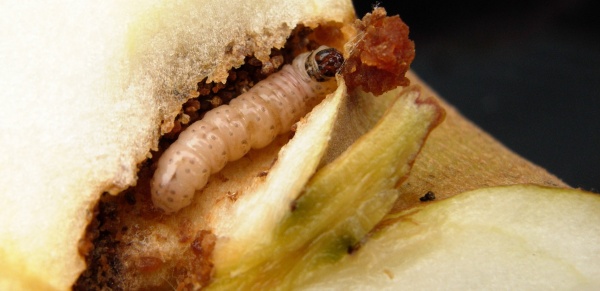 Obaleč jablečn&yacute; - housenka