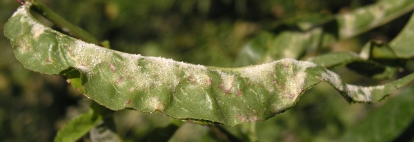 Padl&iacute; broskvoně