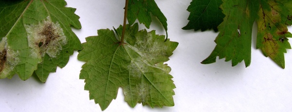 P&iacute;seň r&eacute;vy