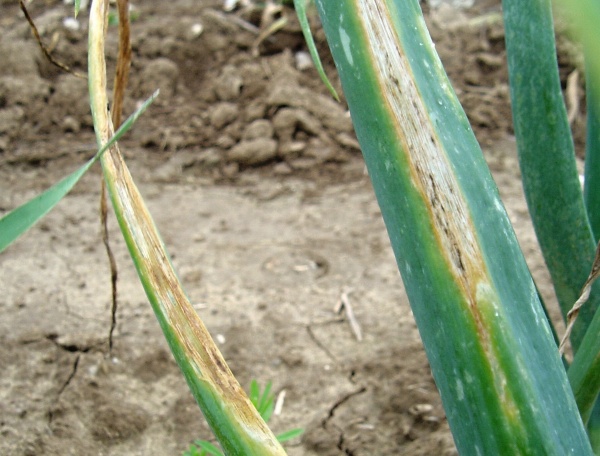 Pl&iacute;seň cibule - detail