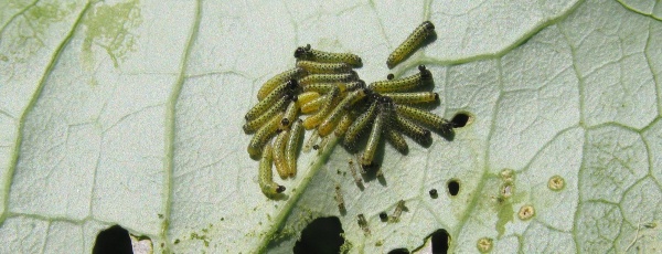 Housenky běl&aacute;ska zeln&eacute;ho