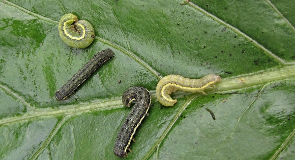 Housenky můr &scaron;kod&iacute;c&iacute; na zelenině