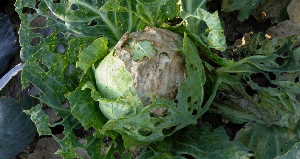 Zel&iacute; po&scaron;kozen&eacute; housenkami