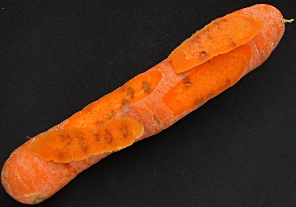 Po&scaron;kozen&iacute; mrkve pochmurnatkou mrkvovou